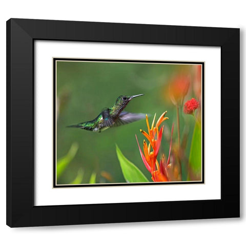 White Necked Jacobin Hummingbird Female Black Modern Wood Framed Art Print with Double Matting by Fitzharris, Tim