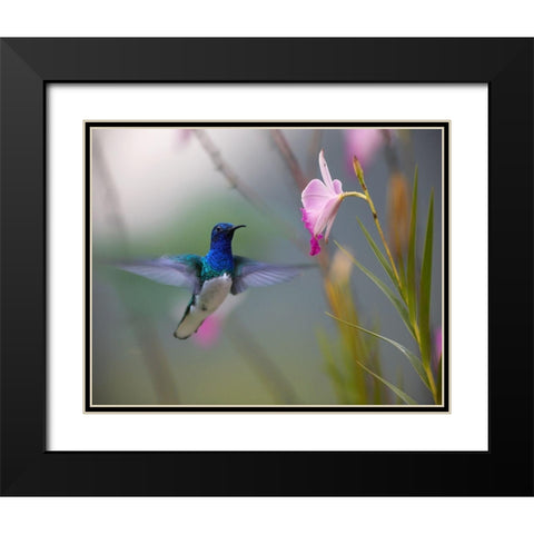 White Necked Jacobin Hummingbird Black Modern Wood Framed Art Print with Double Matting by Fitzharris, Tim