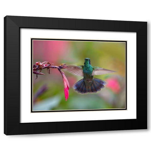 Green Violet T-Ear Hummingbird Black Modern Wood Framed Art Print with Double Matting by Fitzharris, Tim