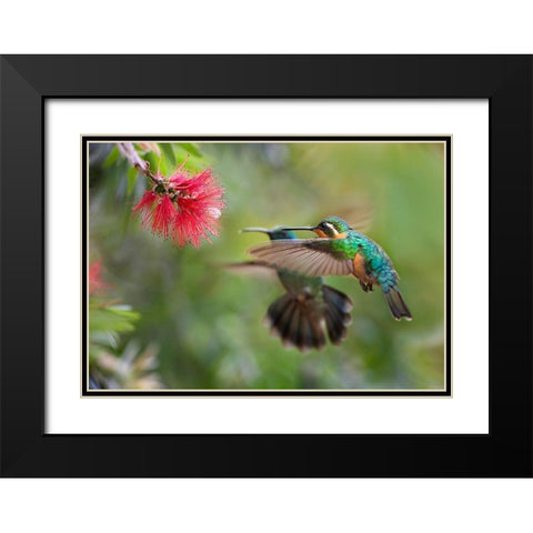 Gray Tailed Mountain Gem Female and Green Violet-Ear Hummingbird Black Modern Wood Framed Art Print with Double Matting by Fitzharris, Tim