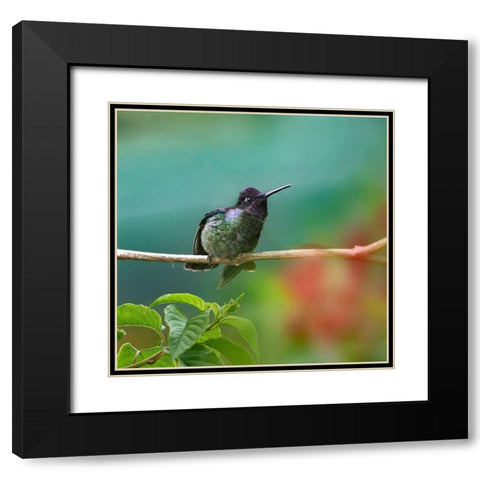 Magnificent Hummingbird Black Modern Wood Framed Art Print with Double Matting by Fitzharris, Tim