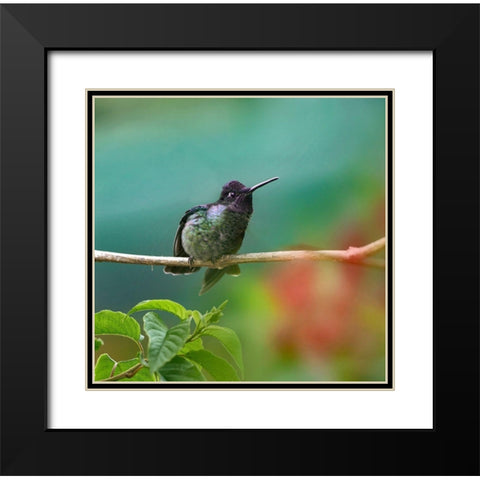 Magnificent Hummingbird Black Modern Wood Framed Art Print with Double Matting by Fitzharris, Tim
