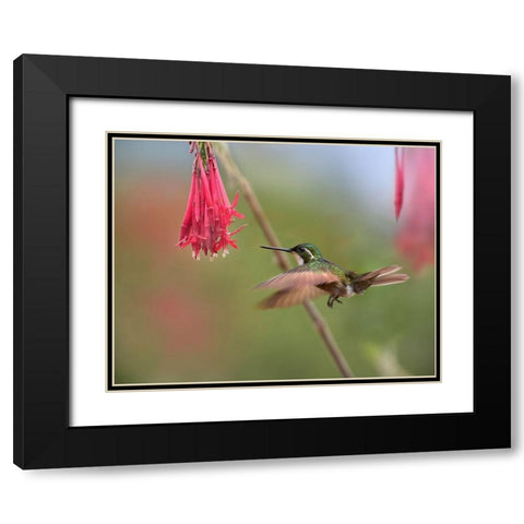Gray Tailed Mountain Gem Hummingbird Black Modern Wood Framed Art Print with Double Matting by Fitzharris, Tim