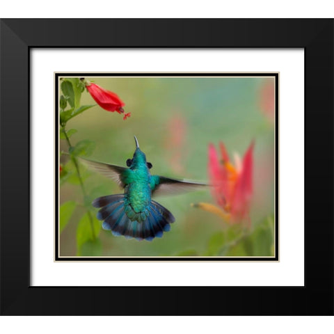 Green Violet-Ear Hummingbird Black Modern Wood Framed Art Print with Double Matting by Fitzharris, Tim