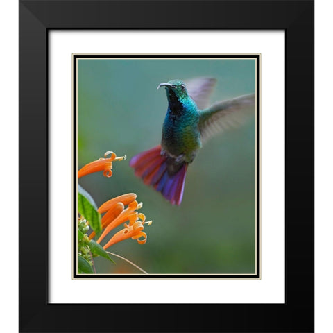 Green Breasted Mango Hummingbird at Flame Vine Black Modern Wood Framed Art Print with Double Matting by Fitzharris, Tim