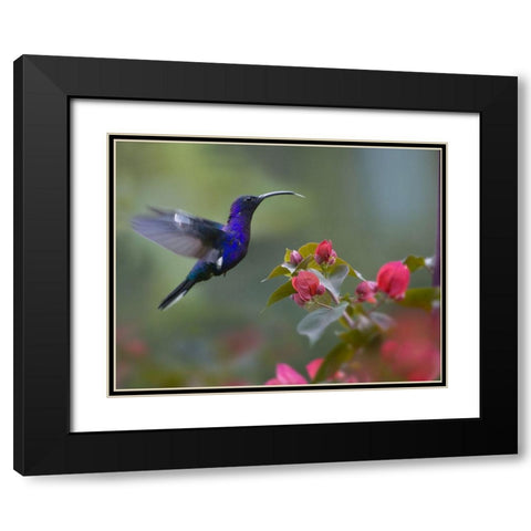Violet Sabrewing Hummingbird Black Modern Wood Framed Art Print with Double Matting by Fitzharris, Tim