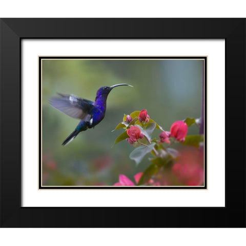 Violet Sabrewing Hummingbird Black Modern Wood Framed Art Print with Double Matting by Fitzharris, Tim