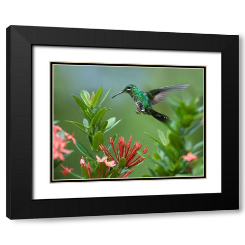 Green Crowned Brilliant Hummingbird Black Modern Wood Framed Art Print with Double Matting by Fitzharris, Tim