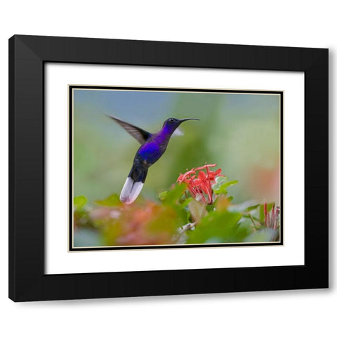 Violet Sabrewing Hummingbird Black Modern Wood Framed Art Print with Double Matting by Fitzharris, Tim
