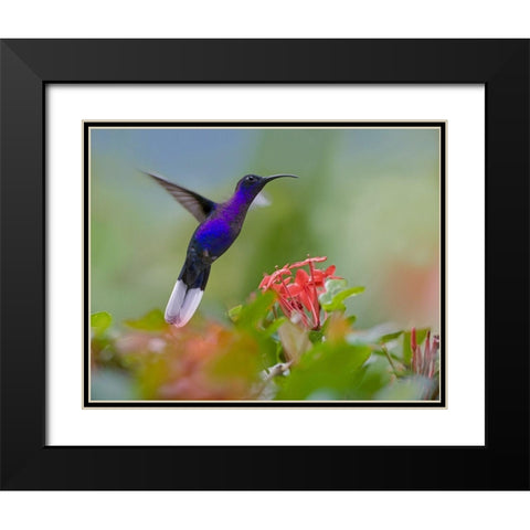 Violet Sabrewing Hummingbird Black Modern Wood Framed Art Print with Double Matting by Fitzharris, Tim