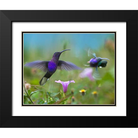 Violet Sabrewing Hummingbirds Black Modern Wood Framed Art Print with Double Matting by Fitzharris, Tim