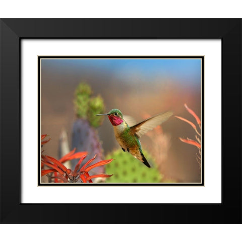 Broad Tailed Hummingbird Black Modern Wood Framed Art Print with Double Matting by Fitzharris, Tim