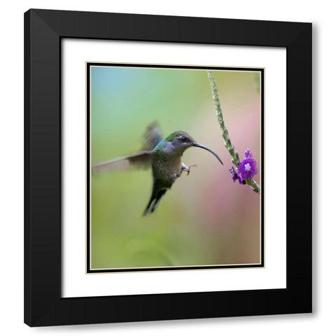 Violet Sabrewing Hummingbird Female Black Modern Wood Framed Art Print with Double Matting by Fitzharris, Tim