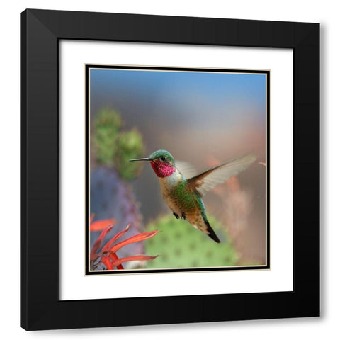 Broad Tailed Hummingbird Black Modern Wood Framed Art Print with Double Matting by Fitzharris, Tim