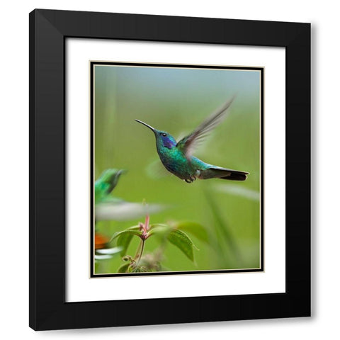 Green Violet Ear and Green Breasted Mango Hummingbirds Black Modern Wood Framed Art Print with Double Matting by Fitzharris, Tim