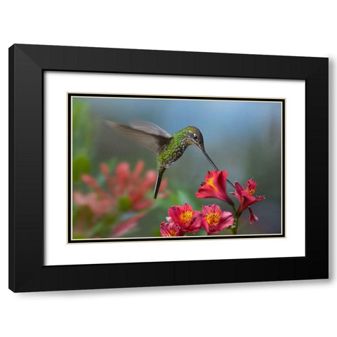 Sword Billed Hummingbird Black Modern Wood Framed Art Print with Double Matting by Fitzharris, Tim