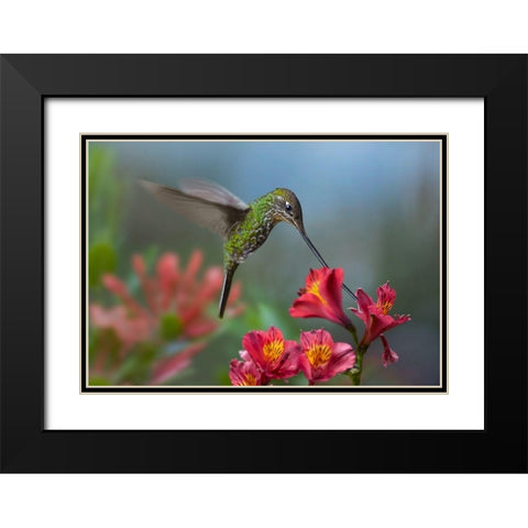 Sword Billed Hummingbird Black Modern Wood Framed Art Print with Double Matting by Fitzharris, Tim