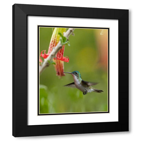 Andean Emerald Hummingbird Black Modern Wood Framed Art Print with Double Matting by Fitzharris, Tim