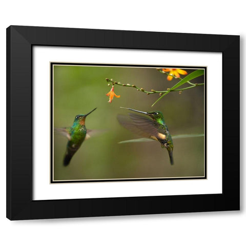 Buff Winged Starfrongtlet Hummingbirds Black Modern Wood Framed Art Print with Double Matting by Fitzharris, Tim