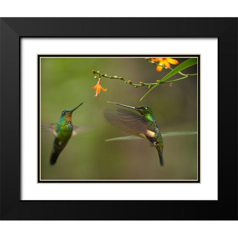 Buff Winged Starfrongtlet Hummingbirds Black Modern Wood Framed Art Print with Double Matting by Fitzharris, Tim