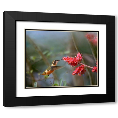 Purple Throated Woodstar Hummingbird Black Modern Wood Framed Art Print with Double Matting by Fitzharris, Tim