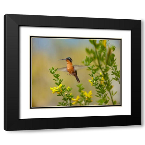 Gray Tailed Mountain-Gem Hummingbird Black Modern Wood Framed Art Print with Double Matting by Fitzharris, Tim