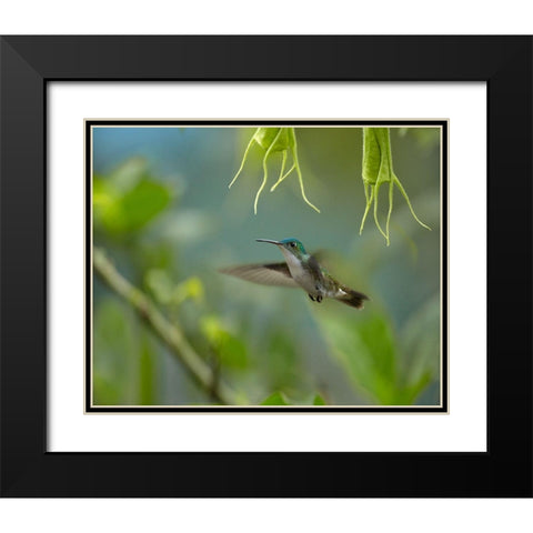 Andean Emerald Humming Bird Black Modern Wood Framed Art Print with Double Matting by Fitzharris, Tim