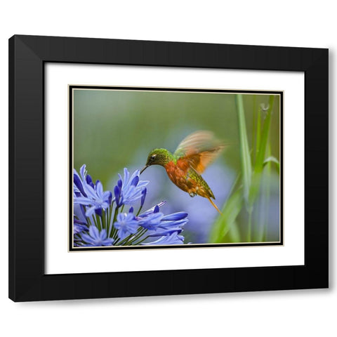 Chestnut Breasted Coronet Hummingbird Black Modern Wood Framed Art Print with Double Matting by Fitzharris, Tim