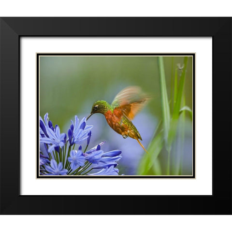 Chestnut Breasted Coronet Hummingbird Black Modern Wood Framed Art Print with Double Matting by Fitzharris, Tim
