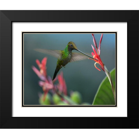 Sword Billed Hummingbird Black Modern Wood Framed Art Print with Double Matting by Fitzharris, Tim