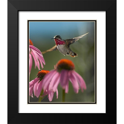 Calliope Hummingbird at Purple Coneflowers Black Modern Wood Framed Art Print with Double Matting by Fitzharris, Tim