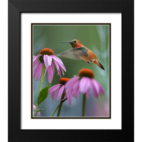Rufous Hummingbird among purple Cornflowers Black Modern Wood Framed Art Print with Double Matting by Fitzharris, Tim