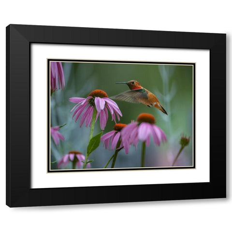 Rufous Hummingbird among Purple Coneflowers Black Modern Wood Framed Art Print with Double Matting by Fitzharris, Tim