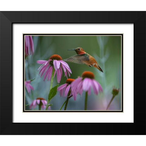 Rufous Hummingbird among Purple Coneflowers Black Modern Wood Framed Art Print with Double Matting by Fitzharris, Tim