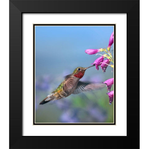 Broad Tailed Hummingbird Black Modern Wood Framed Art Print with Double Matting by Fitzharris, Tim