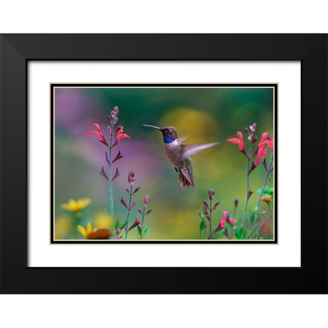 Black Chinned Hummingbird on Desert Penstemon Black Modern Wood Framed Art Print with Double Matting by Fitzharris, Tim