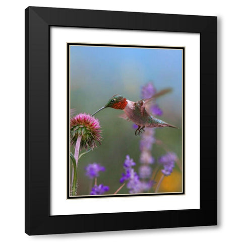 Ruby Throated Hummingbirds Black Modern Wood Framed Art Print with Double Matting by Fitzharris, Tim