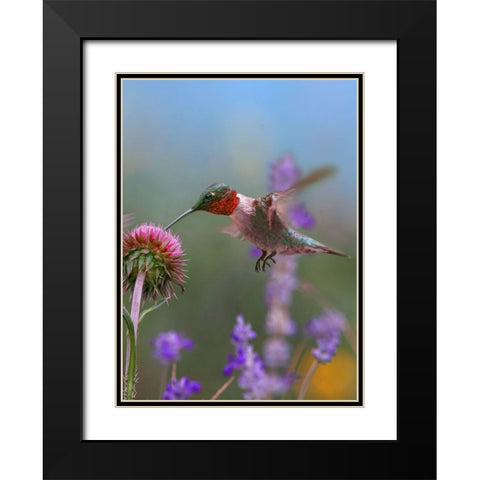Ruby Throated Hummingbirds Black Modern Wood Framed Art Print with Double Matting by Fitzharris, Tim