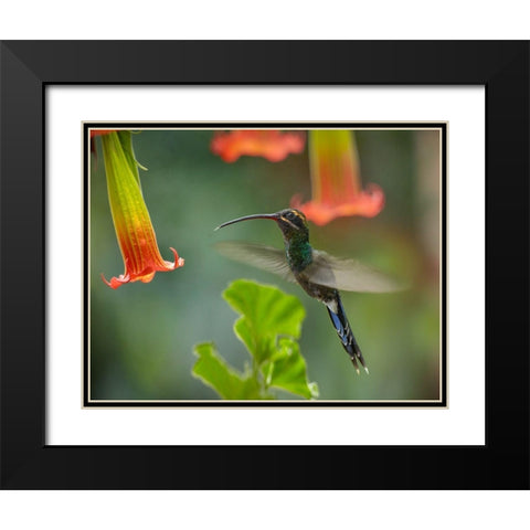 Green Hermit Hummingbird Black Modern Wood Framed Art Print with Double Matting by Fitzharris, Tim