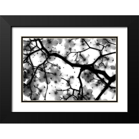 Dogwood Black Modern Wood Framed Art Print with Double Matting by Wright, Sarah