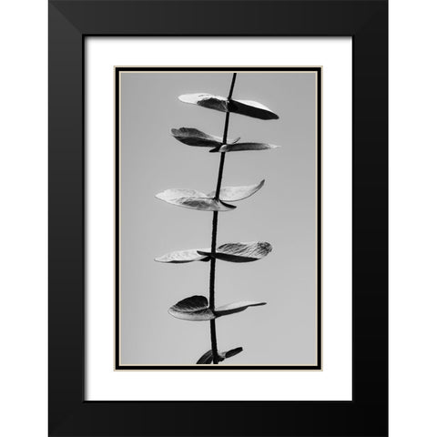 Eucalyptus Black and White Black Modern Wood Framed Art Print with Double Matting by Artographie Studio