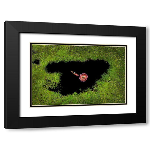 Harvesting Waterlily Black Modern Wood Framed Art Print with Double Matting by Adikary, Sujon