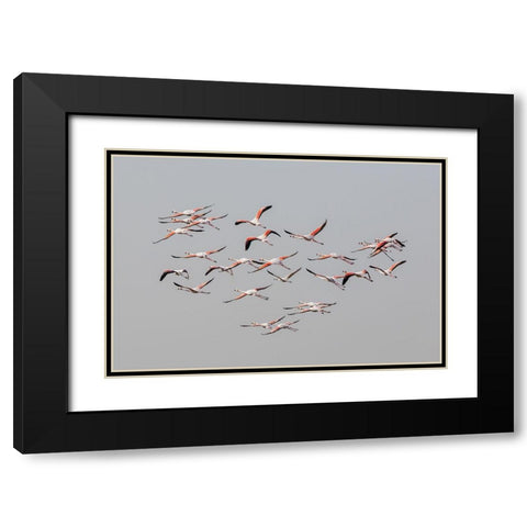 Greater Flamingos in flight Black Modern Wood Framed Art Print with Double Matting by Rublina, Natalia