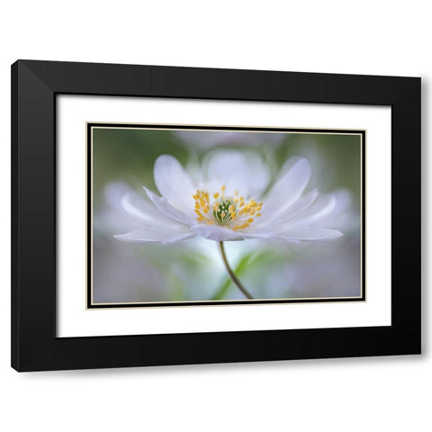 Nemorosa Nirvana Black Modern Wood Framed Art Print with Double Matting by Disher, Mandy