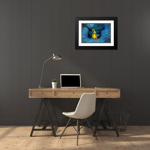 Clownfish in blue anA©mon Black Modern Wood Framed Art Print with Double Matting by Gabriel, Barathieu