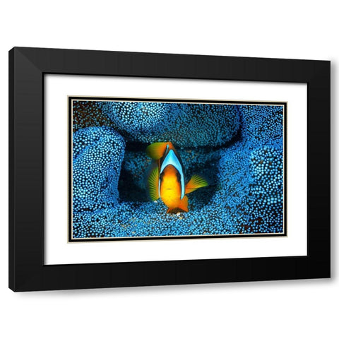 Clownfish in blue anA©mon Black Modern Wood Framed Art Print with Double Matting by Gabriel, Barathieu