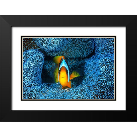 Clownfish in blue anA©mon Black Modern Wood Framed Art Print with Double Matting by Gabriel, Barathieu