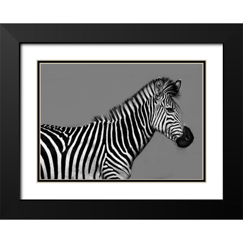 Cebra Retrato Black Modern Wood Framed Art Print with Double Matting by Ortega, Xavier