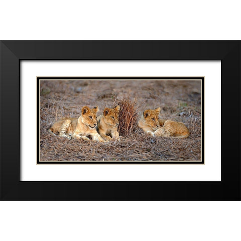 Lions Cub Black Modern Wood Framed Art Print with Double Matting by Ortega, Xavier
