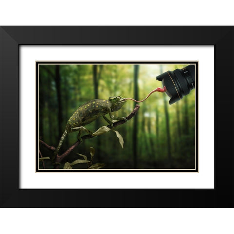 Just a Chameleon action shooting… Black Modern Wood Framed Art Print with Double Matting by John Wilhelm is a Photoholic